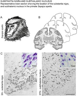 Characterization of clock proteins in the substantia nigra and subthalamic nucleus of the Sapajus apella primate